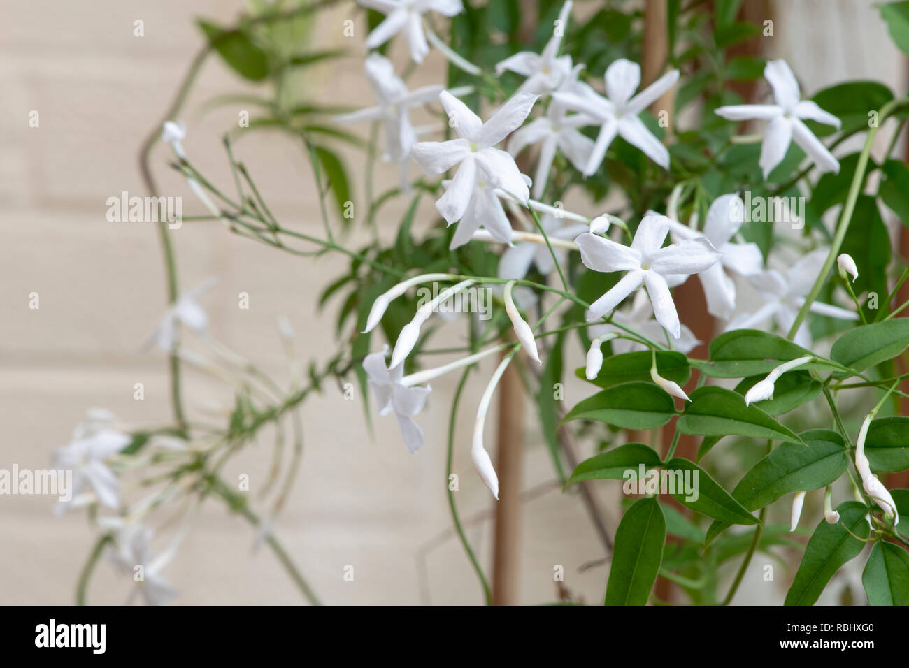 Jasminum officinale 'Clotted Cream'. Jasmine flowers Stock Photo