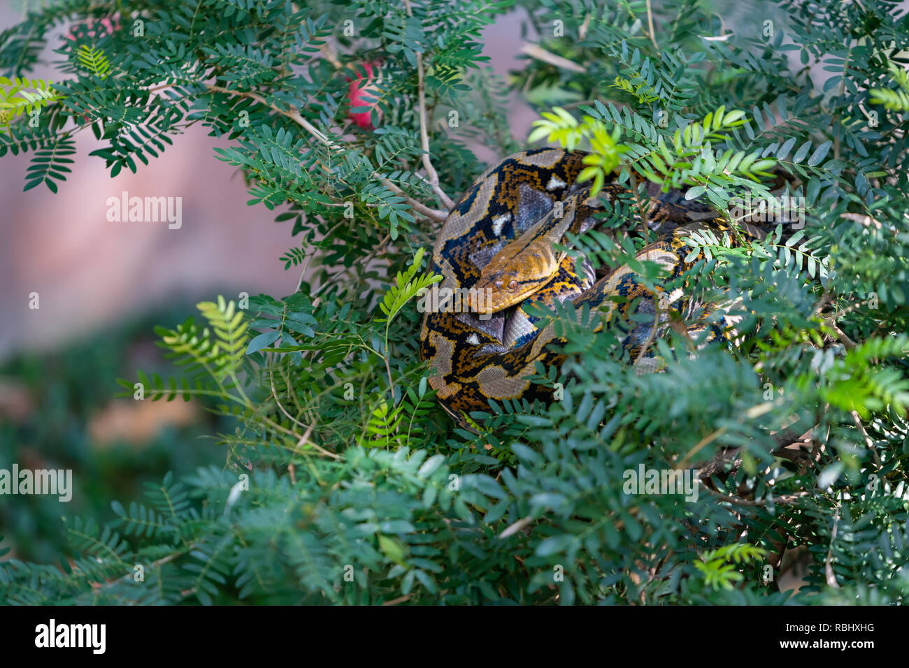 Asian rock python hi-res stock photography and images - Alamy