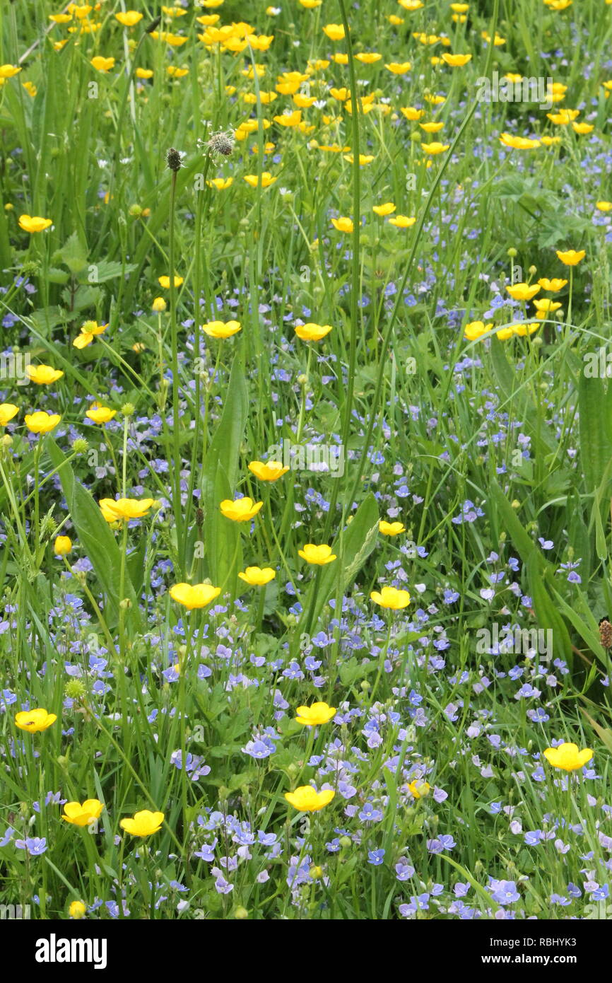 Meadow flowers Stock Photo