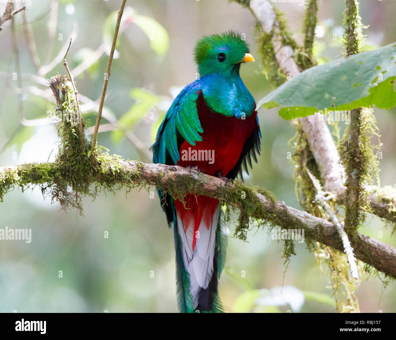 Resplendent Quetzal (Pharomachrus mocinno) Stock Photo