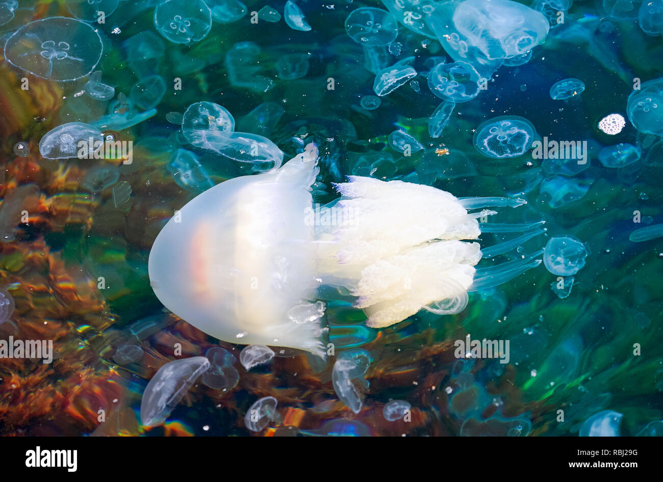 Black sea jellyfish kornerot lat. Rhizostoma pulmo . Tarhankut. Crimea Russia Stock Photo