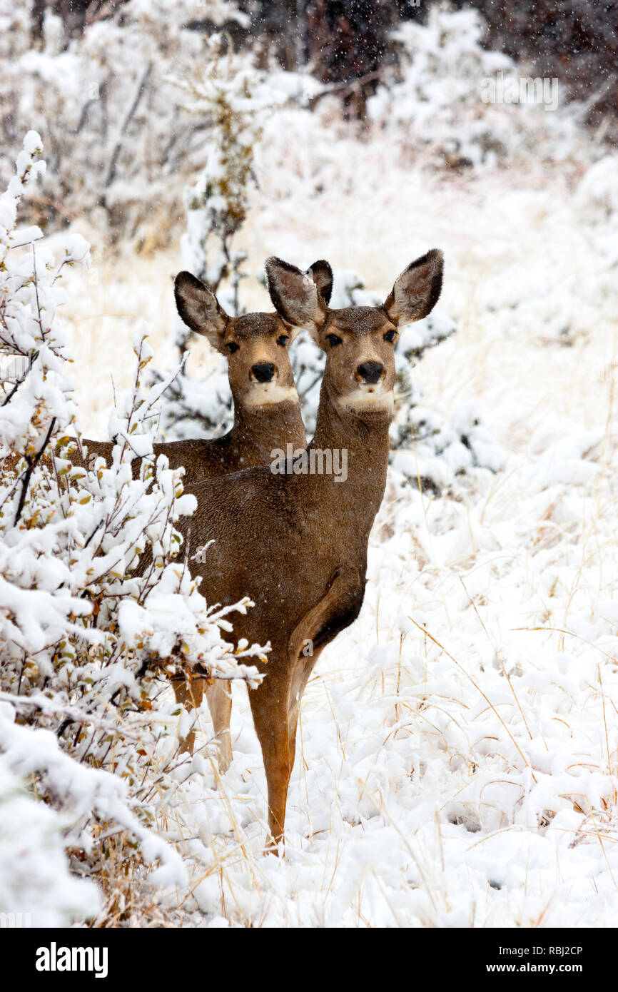 Doe mule deer brave a cold Colorado winter snowstorm Stock Photo Alamy