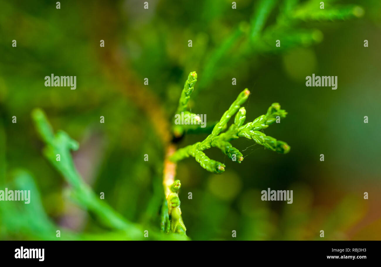 Incense cedar tree Calocedrus decurrens branch close up. Thuja cones