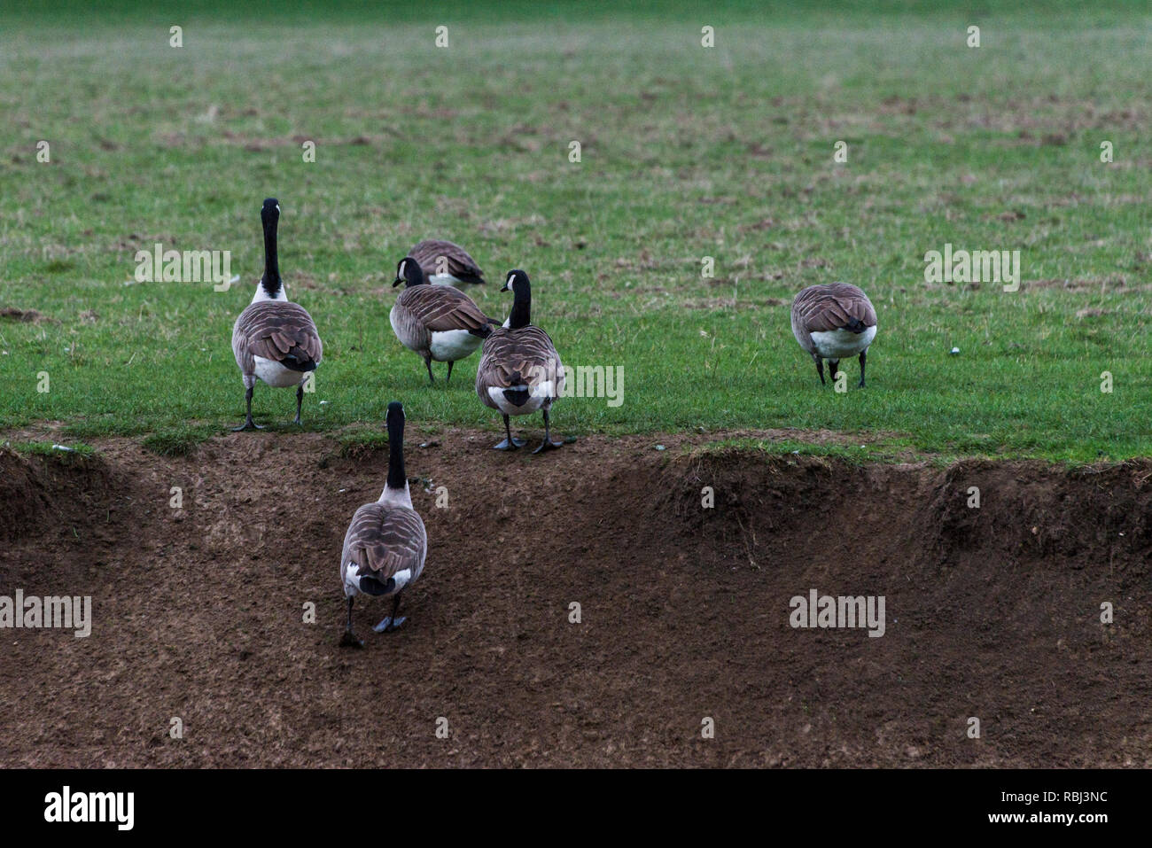 Canadian geese (Branta canadensis) walking up the bank of the River Great  Ouse Stock Photo - Alamy