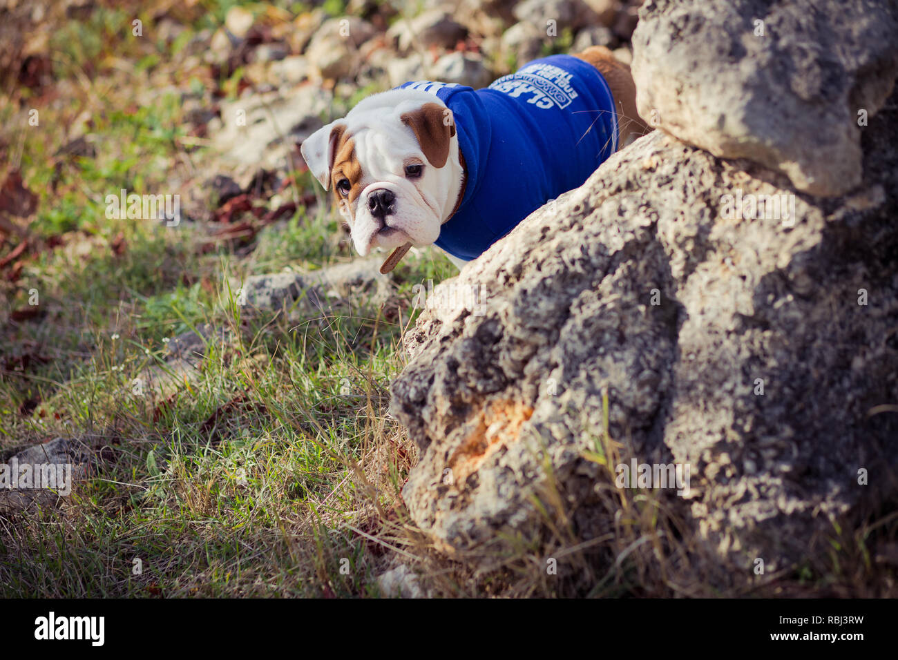 English puppy Bulldog Dog at the forest summer time. Stock Photo