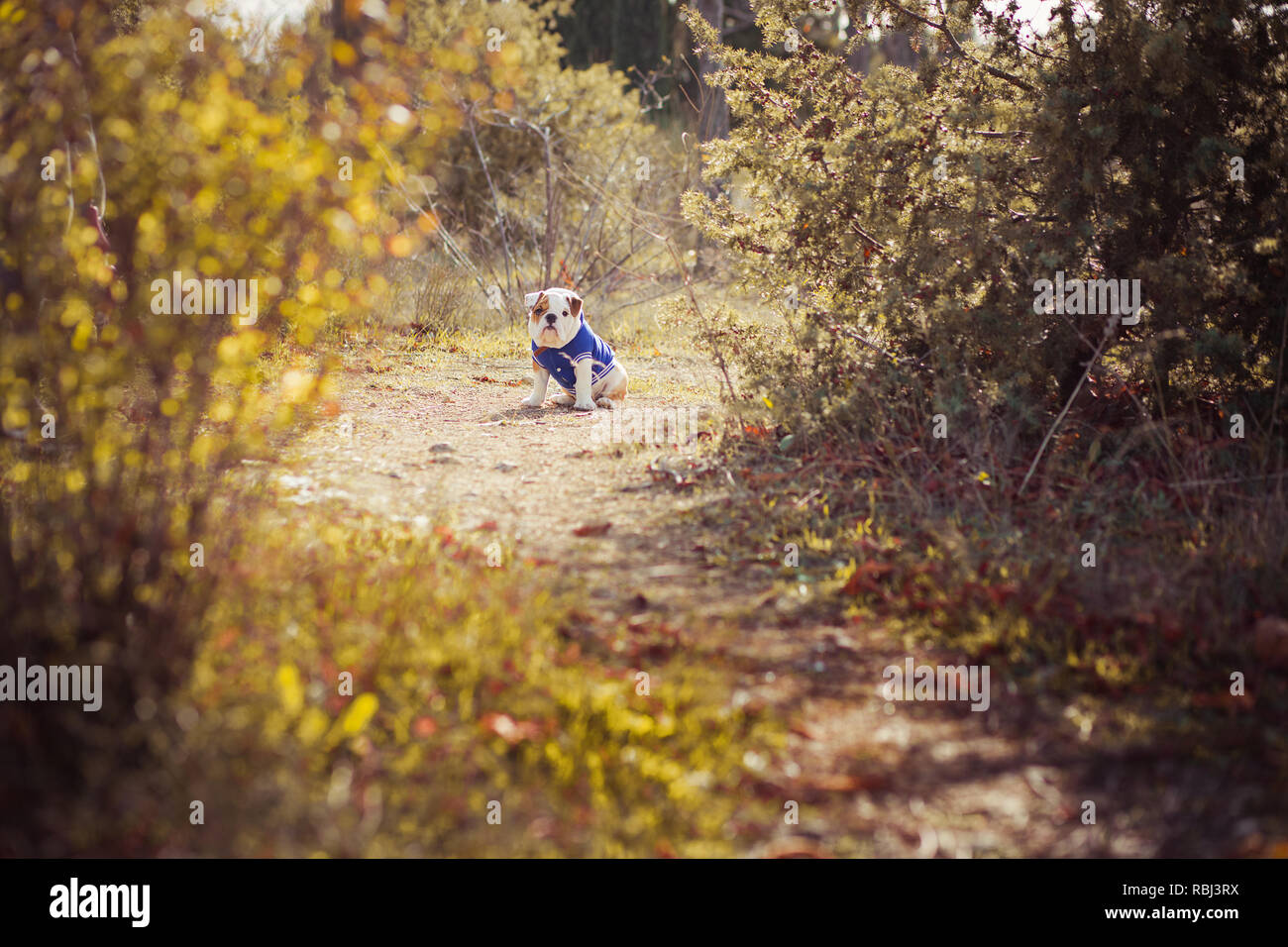 English puppy Bulldog Dog at the forest summer time. Stock Photo