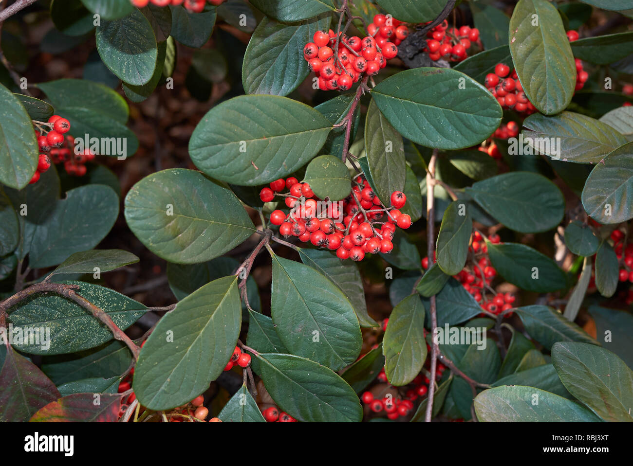Cotoneaster lacteus branch with red berries Stock Photo