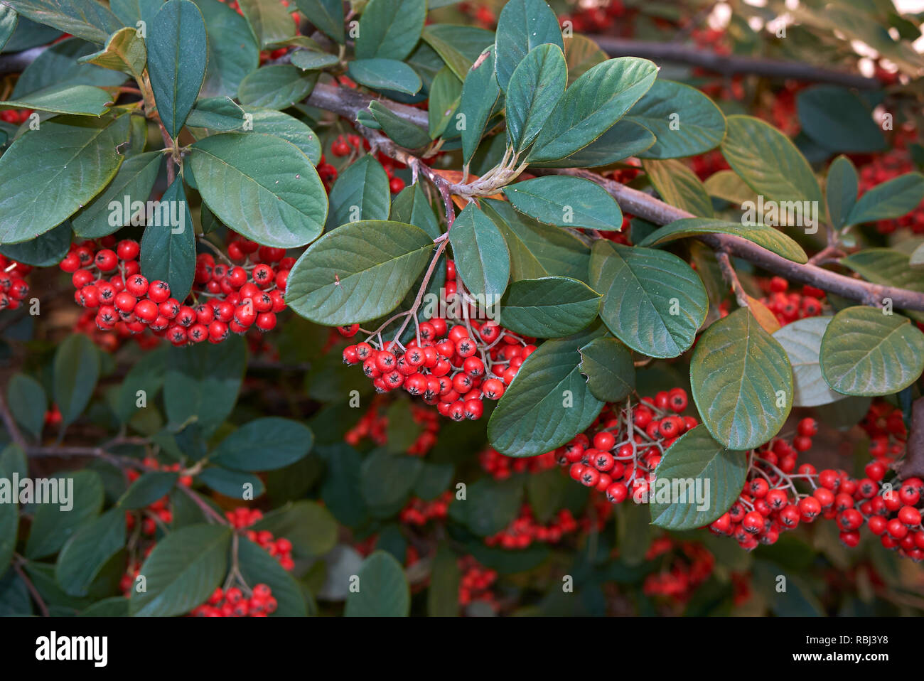 Cotoneaster lacteus branch with red berries Stock Photo