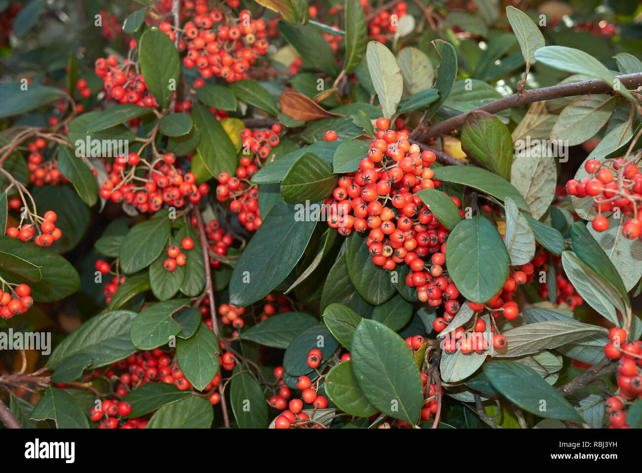 Kelli S Northern Ireland Garden Have A Berry Tastic Thanksgiving