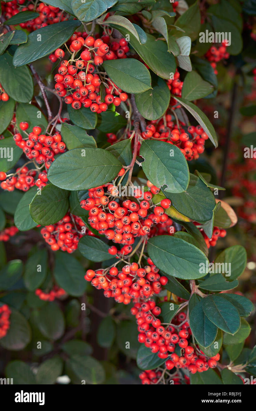 Cotoneaster lacteus branch with red berries Stock Photo
