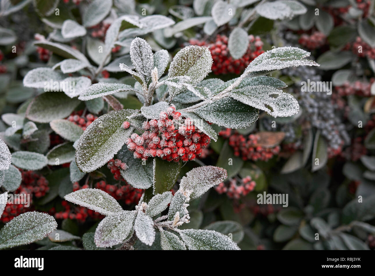 frost on Cotoneaster lacteus branch Stock Photo