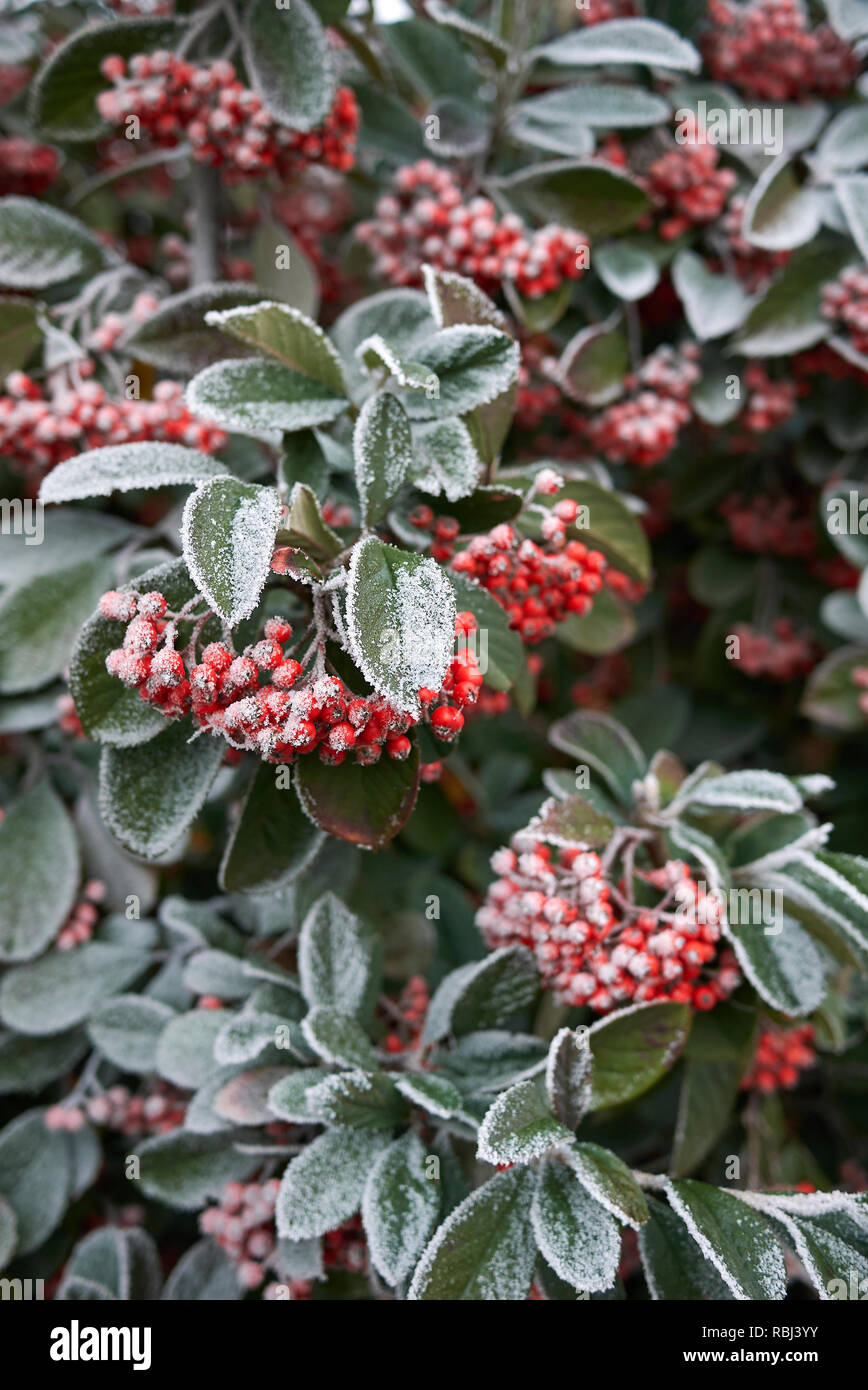 frost on Cotoneaster lacteus branch Stock Photo