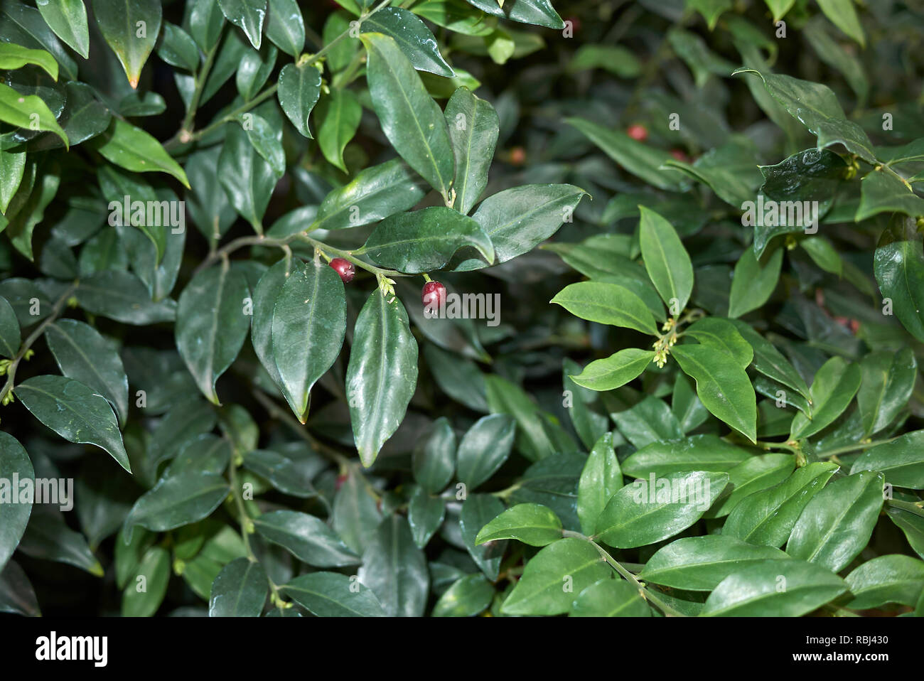 Sarcococca ruscifolia plant with red berries Stock Photo