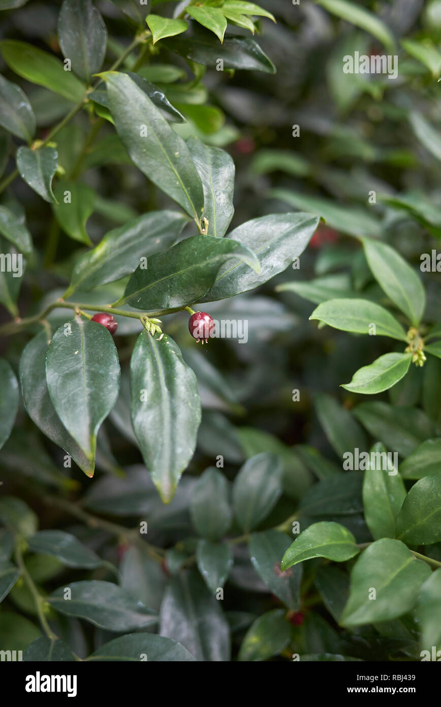 Sarcococca ruscifolia plant with red berries Stock Photo