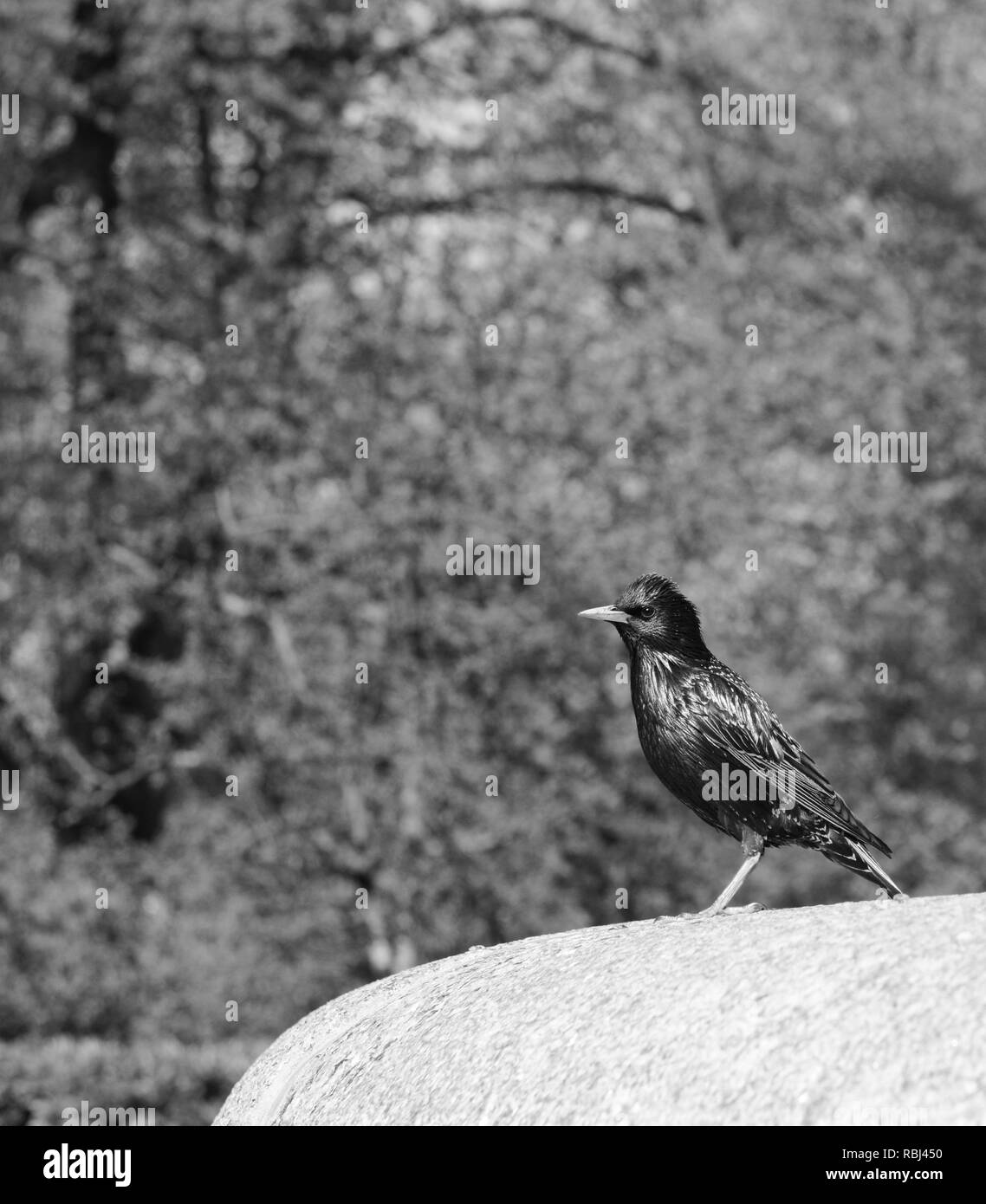 Starling with iridescent feathers stands on stone ledge in a park - monochrome processing Stock Photo