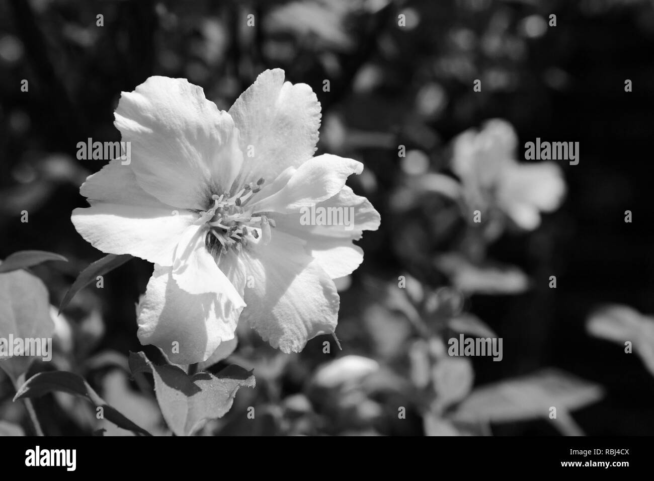 White philadelphus flower - mock orange - monochrome processing Stock Photo