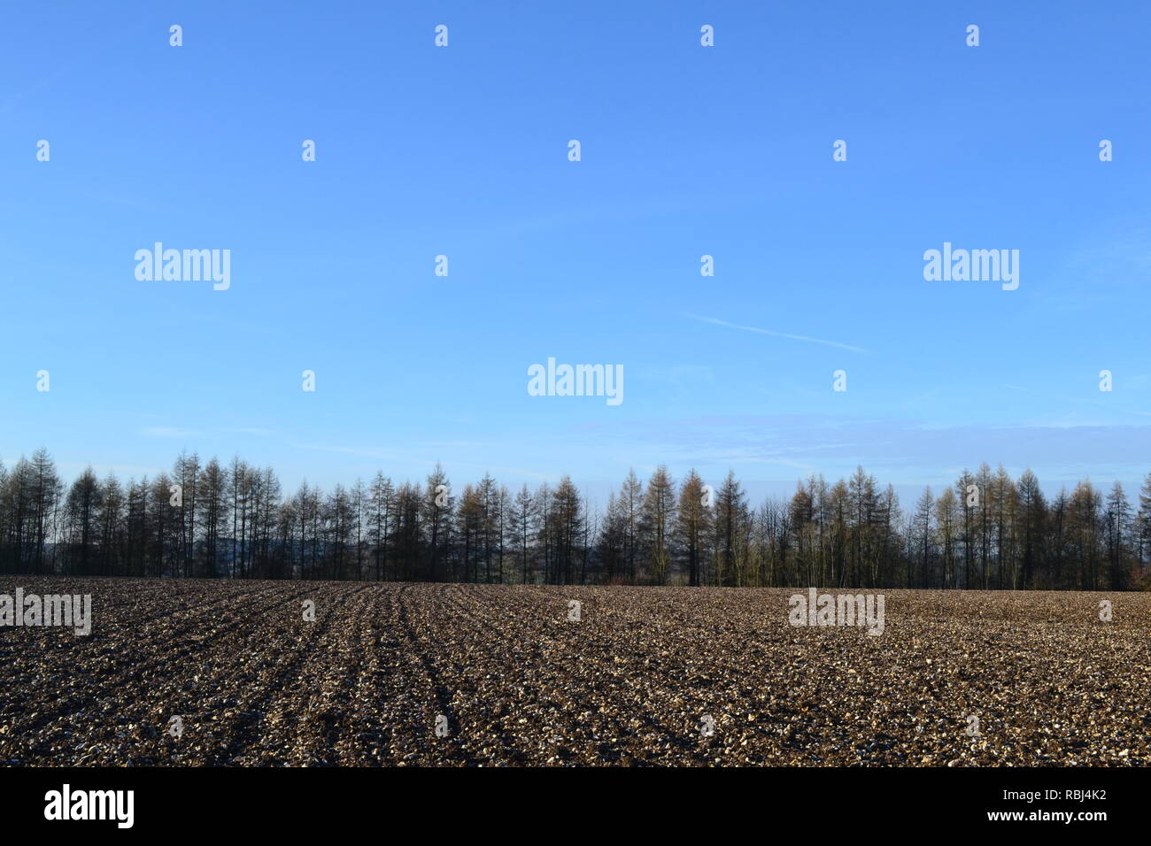 North Downs on a crisp winter's day. A flinty ploughed field east of Shoreham, Kent, backed by a line of rare larch trees Stock Photo