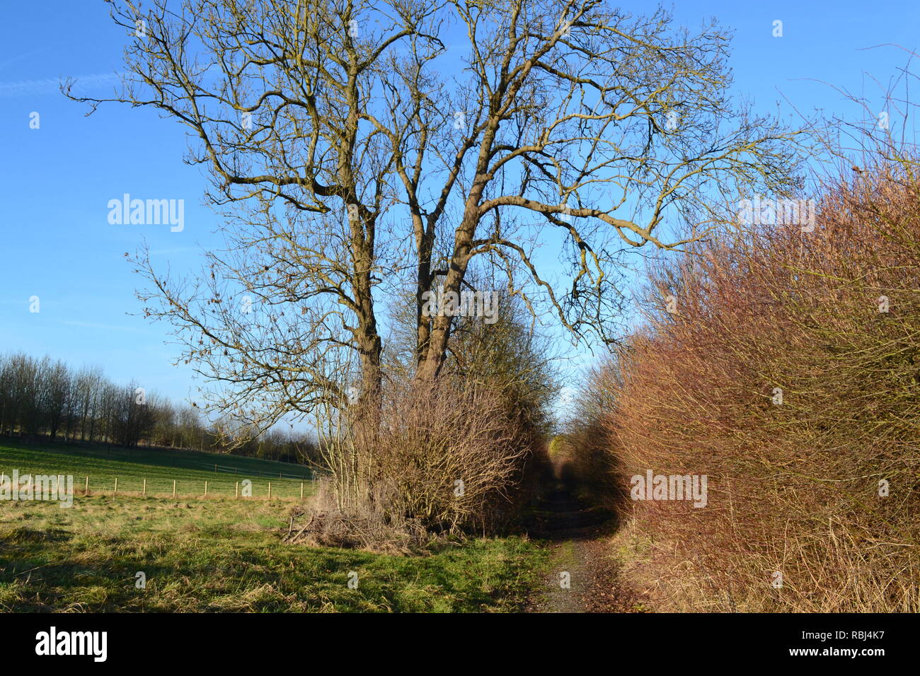 A footpath at Austin Lodge in a dry valley of the North Downs on a crisp winter's day. The chalk hills east of Shoreham, Kent, are popular with walker Stock Photo