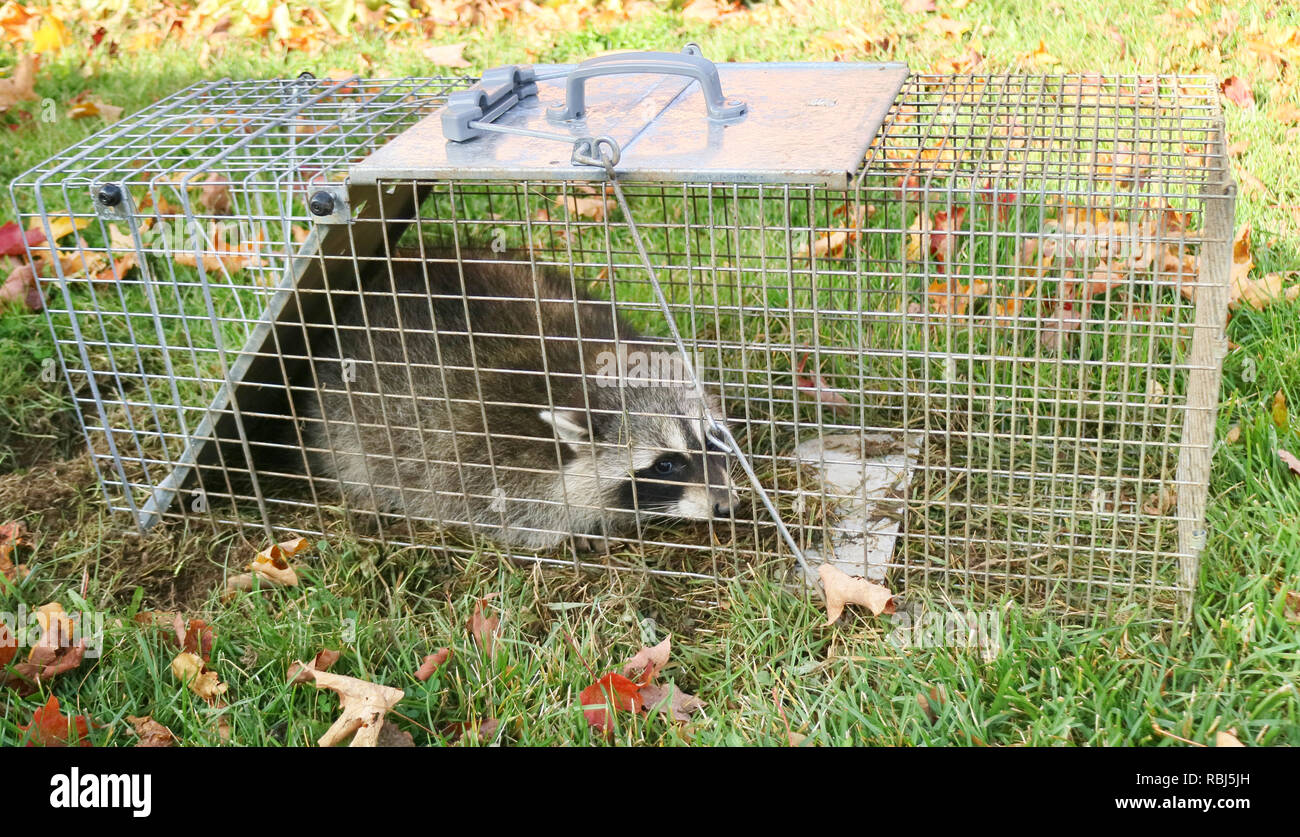 Havahart Large 2Door Professional Humane CatchandRelease, 41 OFF