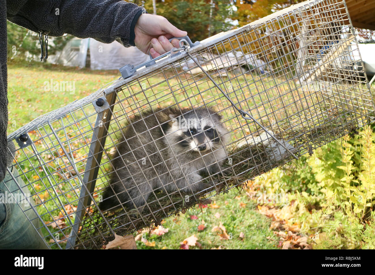 A raccoon caught in a cage in a garden and ready to be rereleased into