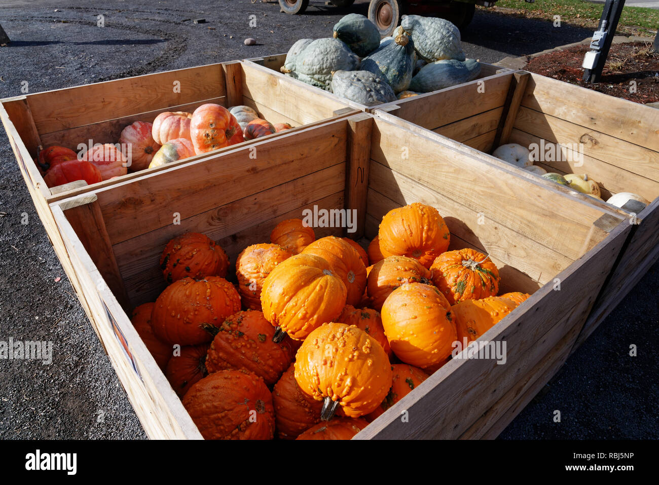 A box of various courges, pumpkins and squashes for sale at a farm in ...