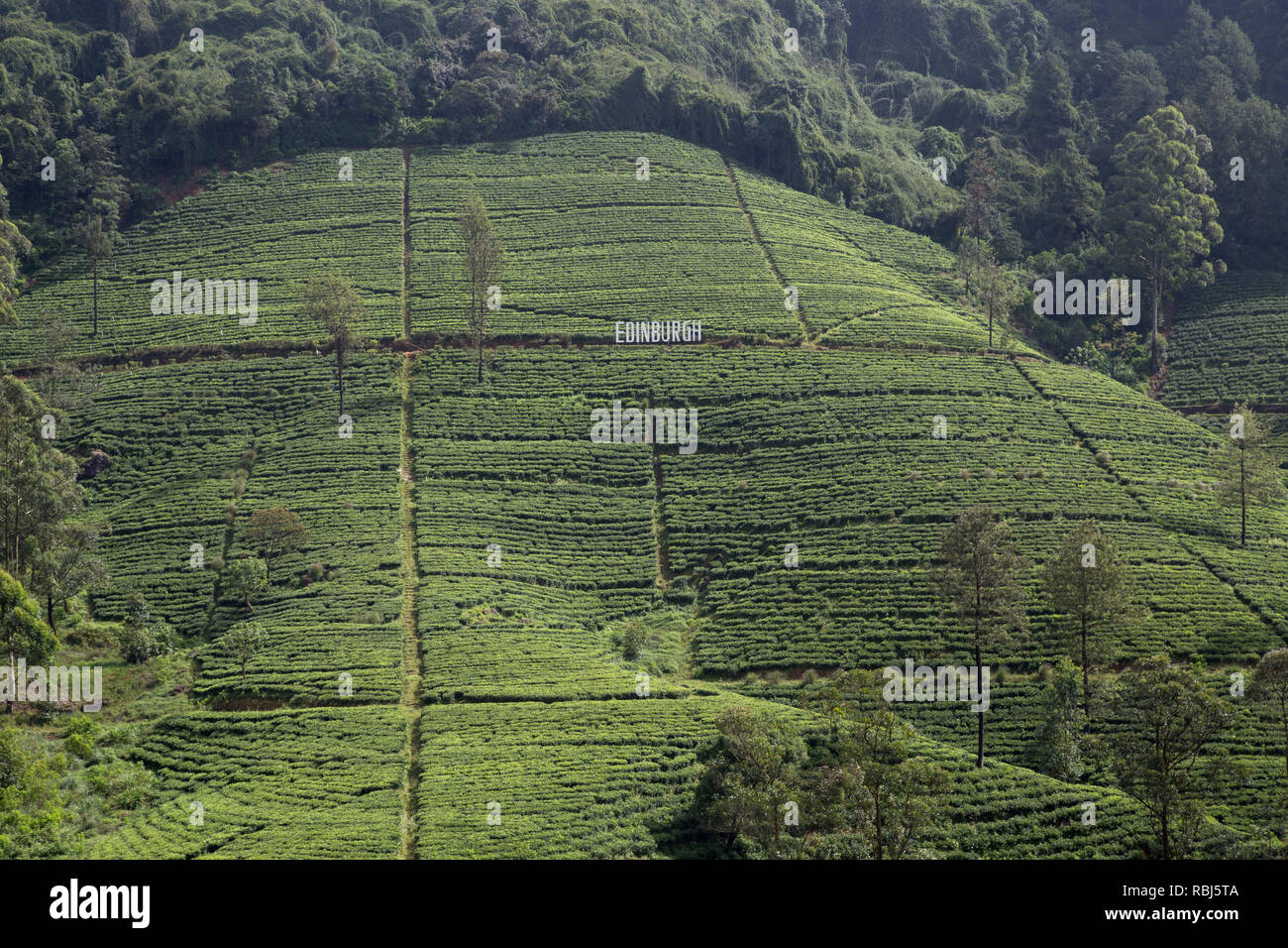 Edinburgh tea plantation in Nuwara Eliya, Sri Lanka Stock Photo