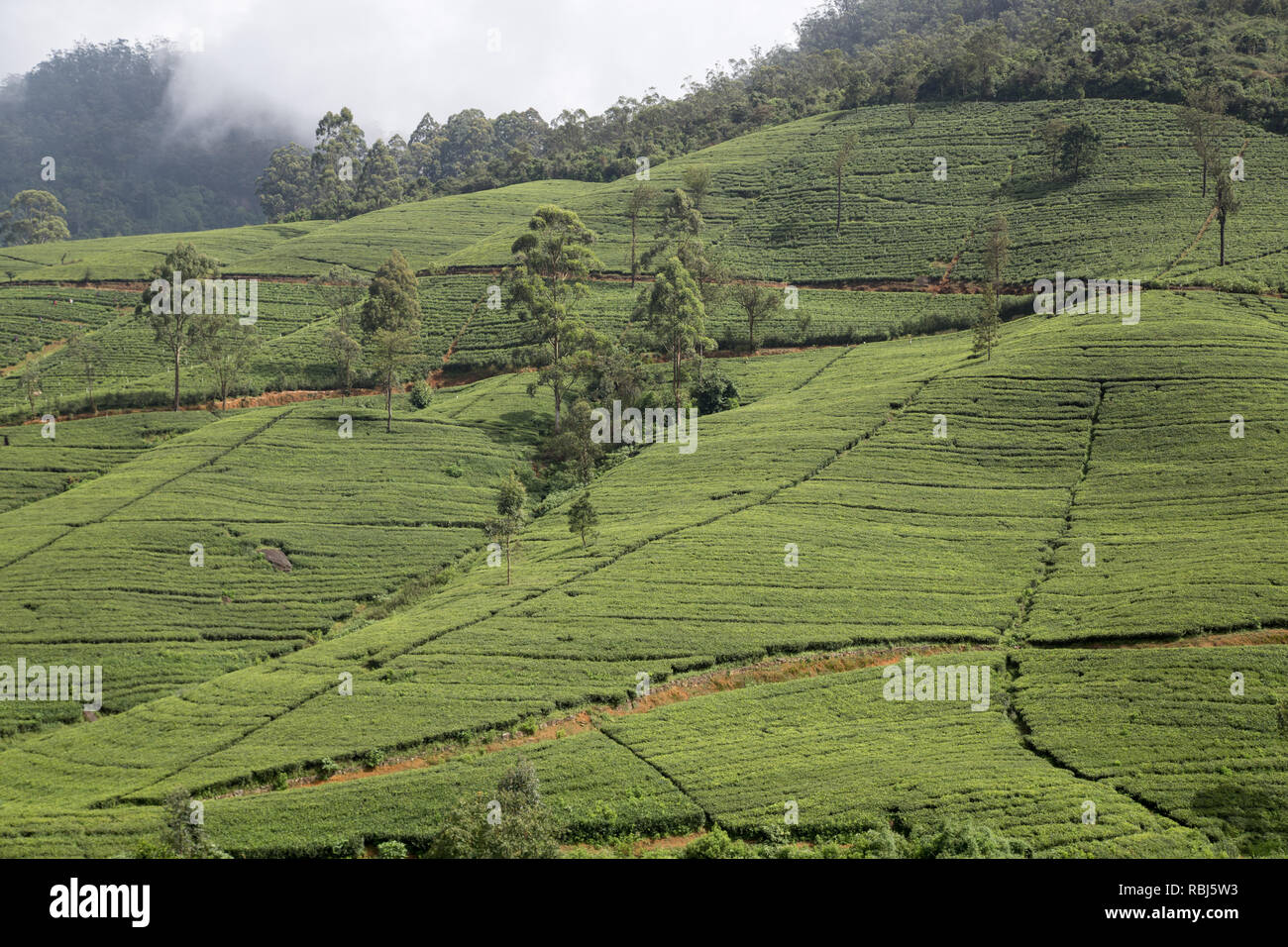 Edinburgh tea plantation in Nuwara Eliya, Sri Lanka Stock Photo