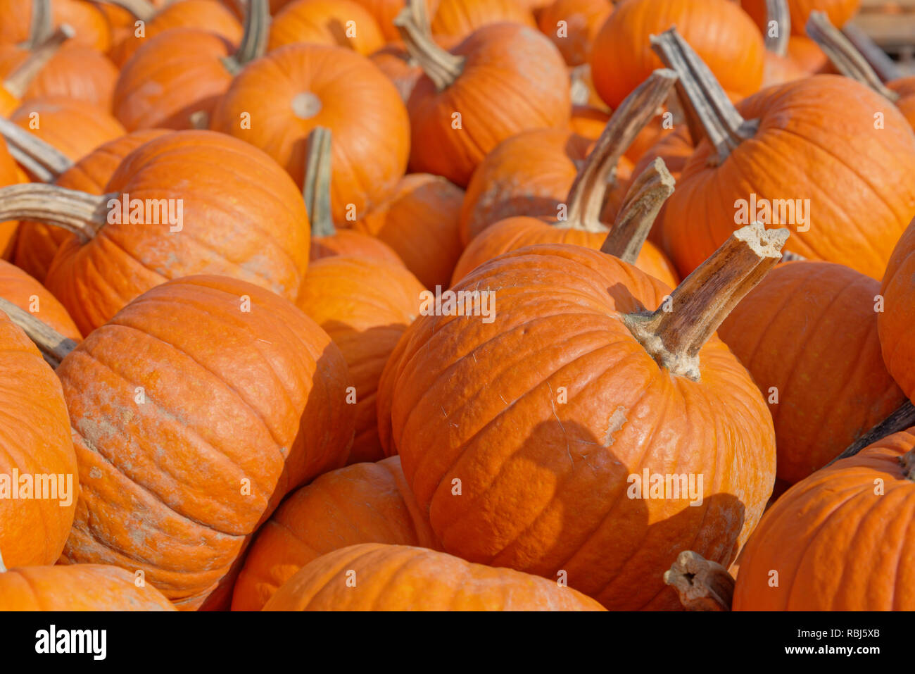A trailer full of pumpkins in Quebec Stock Photo