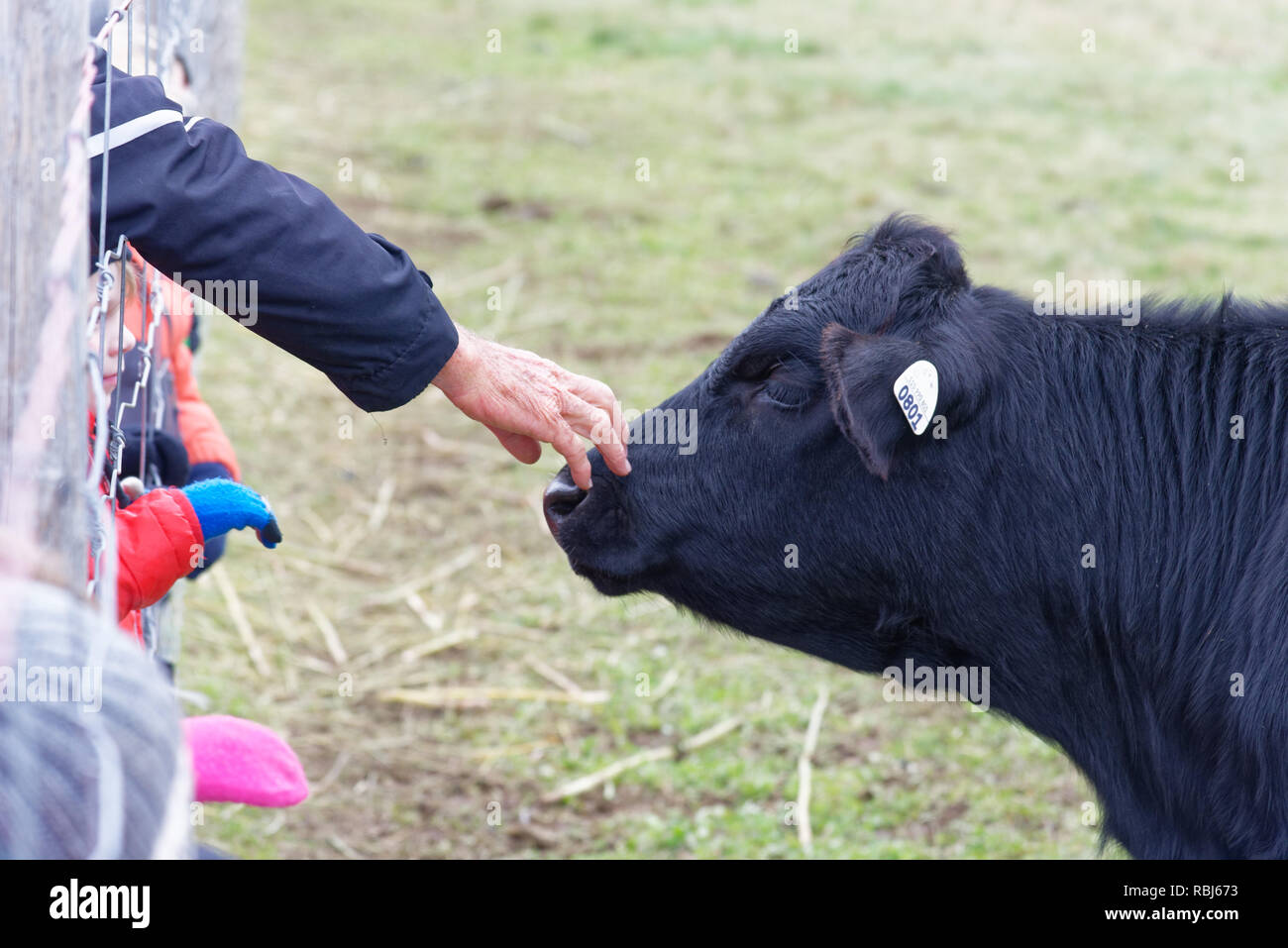 An elderly man's hand reaching through a wire fence to stroke a calf's nose on a farm in Quebec Stock Photo