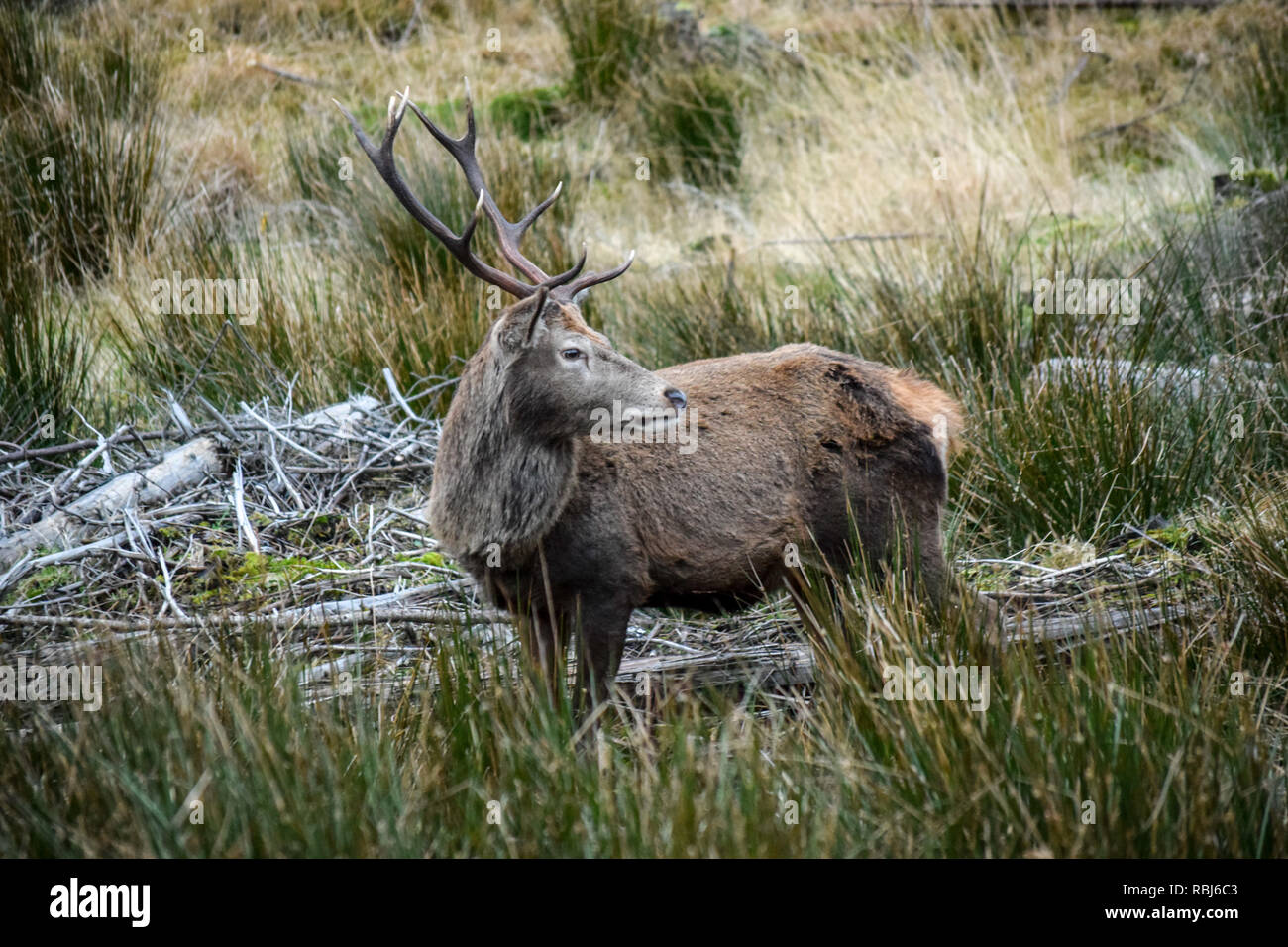 A shot of an amazing Stag in the highlands of Glencoe in Scotland. Stock Photo