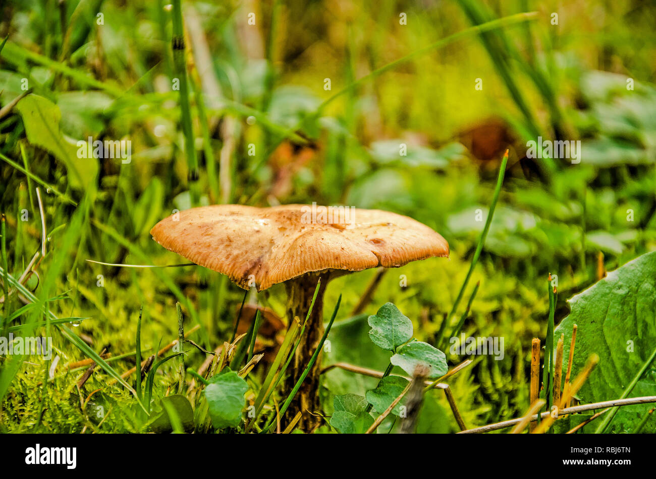 Little brown mushroom with flat pileus (cap) on a green uncultivated