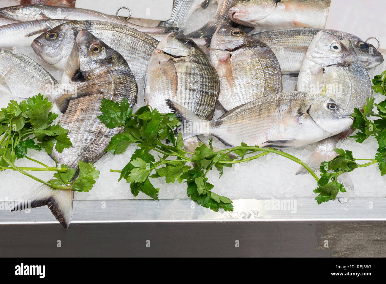 Group of fresh sargo or white seabream (diplodus sargus) and parsley  on ice for sale at a fish market Stock Photo
