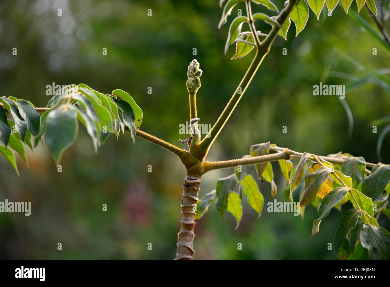 Aralia vietnamensis,leaves,foliage,tree,leathery foliage,hairy leaves,RM Floral Stock Photo