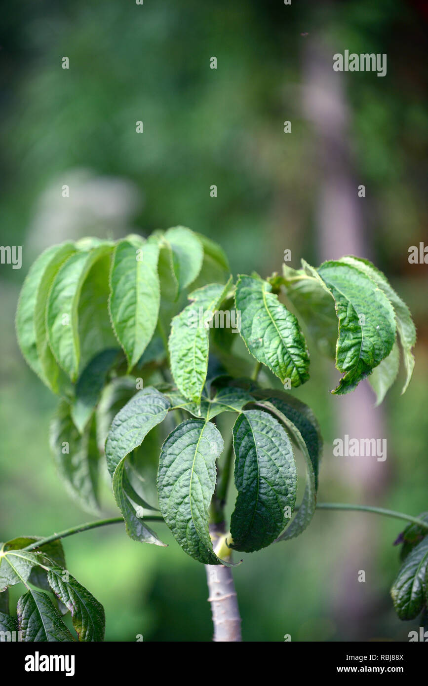 Brassaiopsis fatsioides,Araliaceae,green,leaves,foliage,tropical,exotic,plant,RM Floral Stock Photo