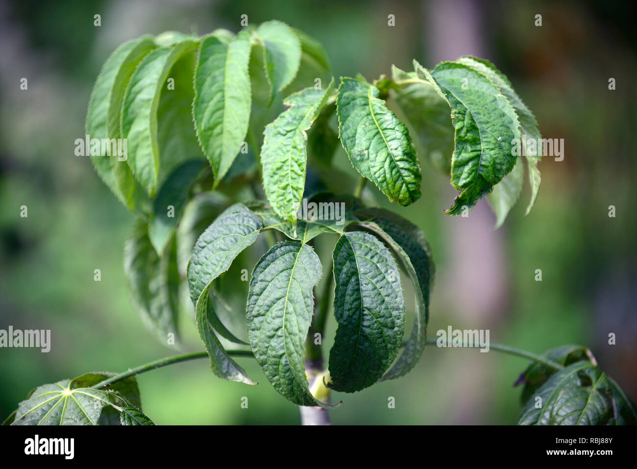 Brassaiopsis fatsioides,Araliaceae,green,leaves,foliage,tropical,exotic,plant,RM Floral Stock Photo