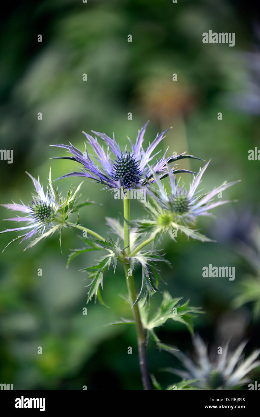 Eryngium x zabelii Big Blue,flowerhead,flowerheads,sea holly, sea hollies,blue flowers,flowering,RM Floral Stock Photo