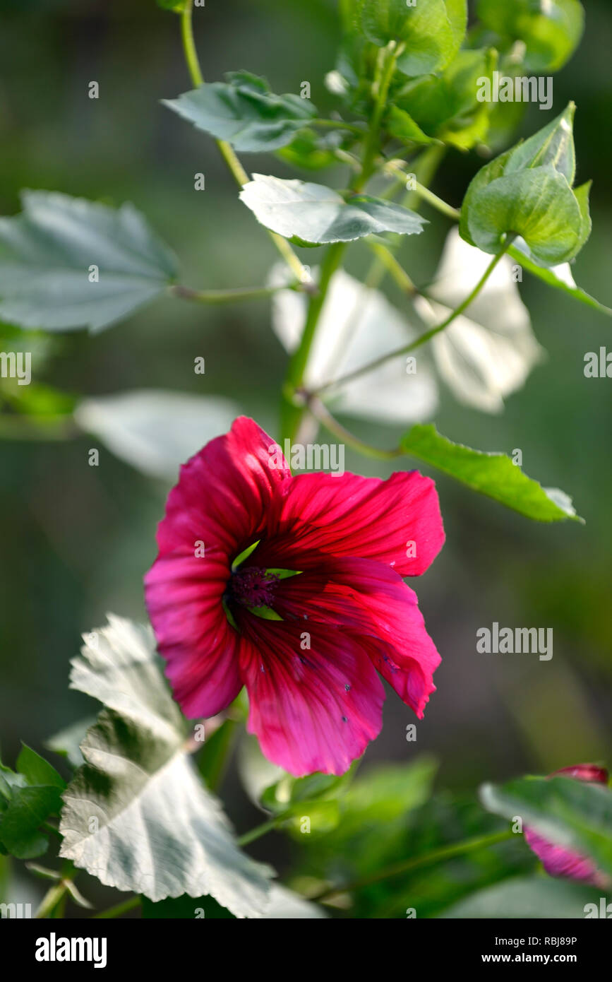 Malope trifida Vulcan,hardy annual.red maroon flowers,cottage garden,flowering,annuals,RM Floral Stock Photo