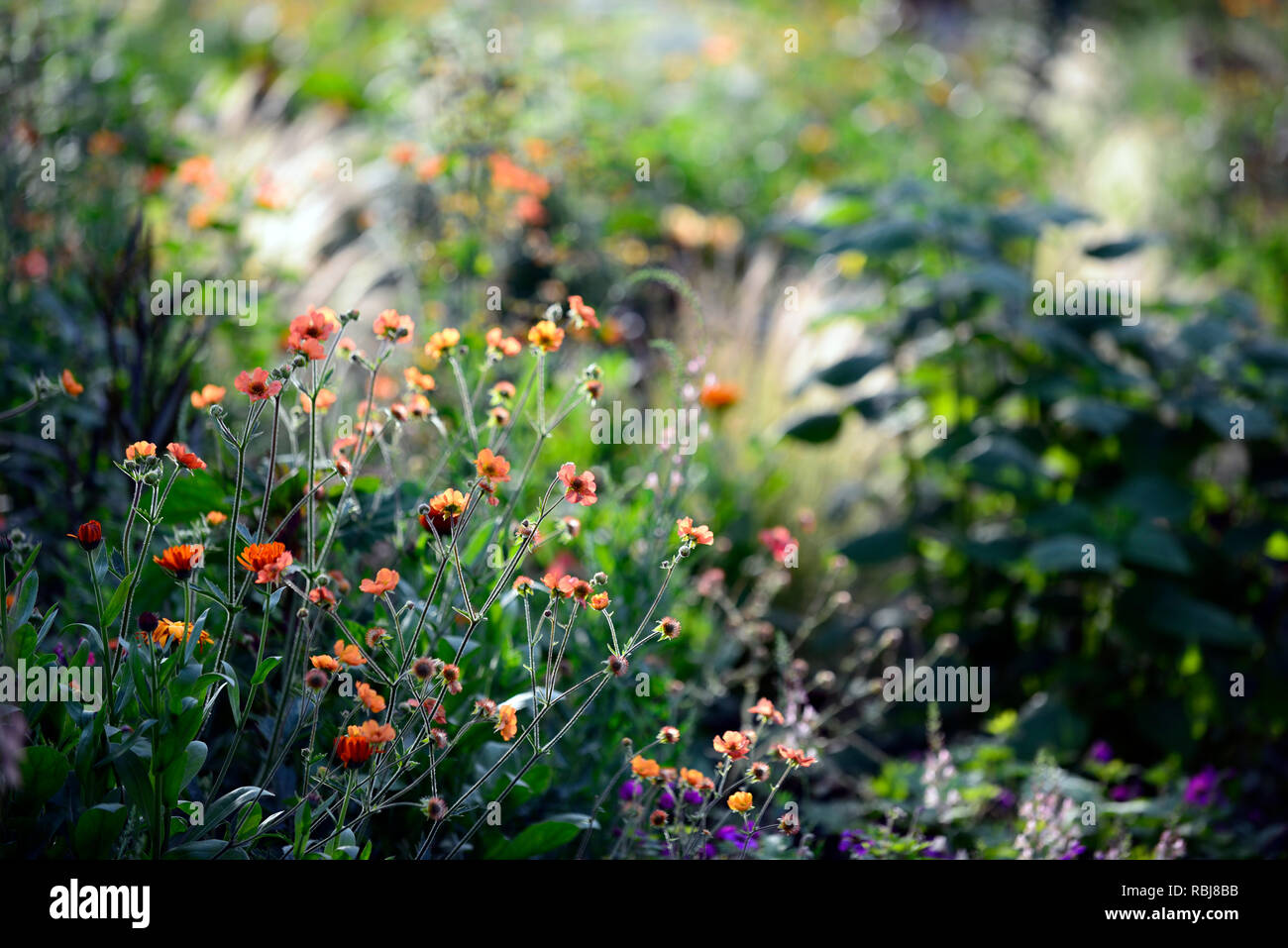 Geum Totally Tangerine,sunrise,light,dawn,glow,glowing,mix,mixed,bed,border,combination,grasses,herbaceous perennials,backlit,backlighting,RM Floral Stock Photo