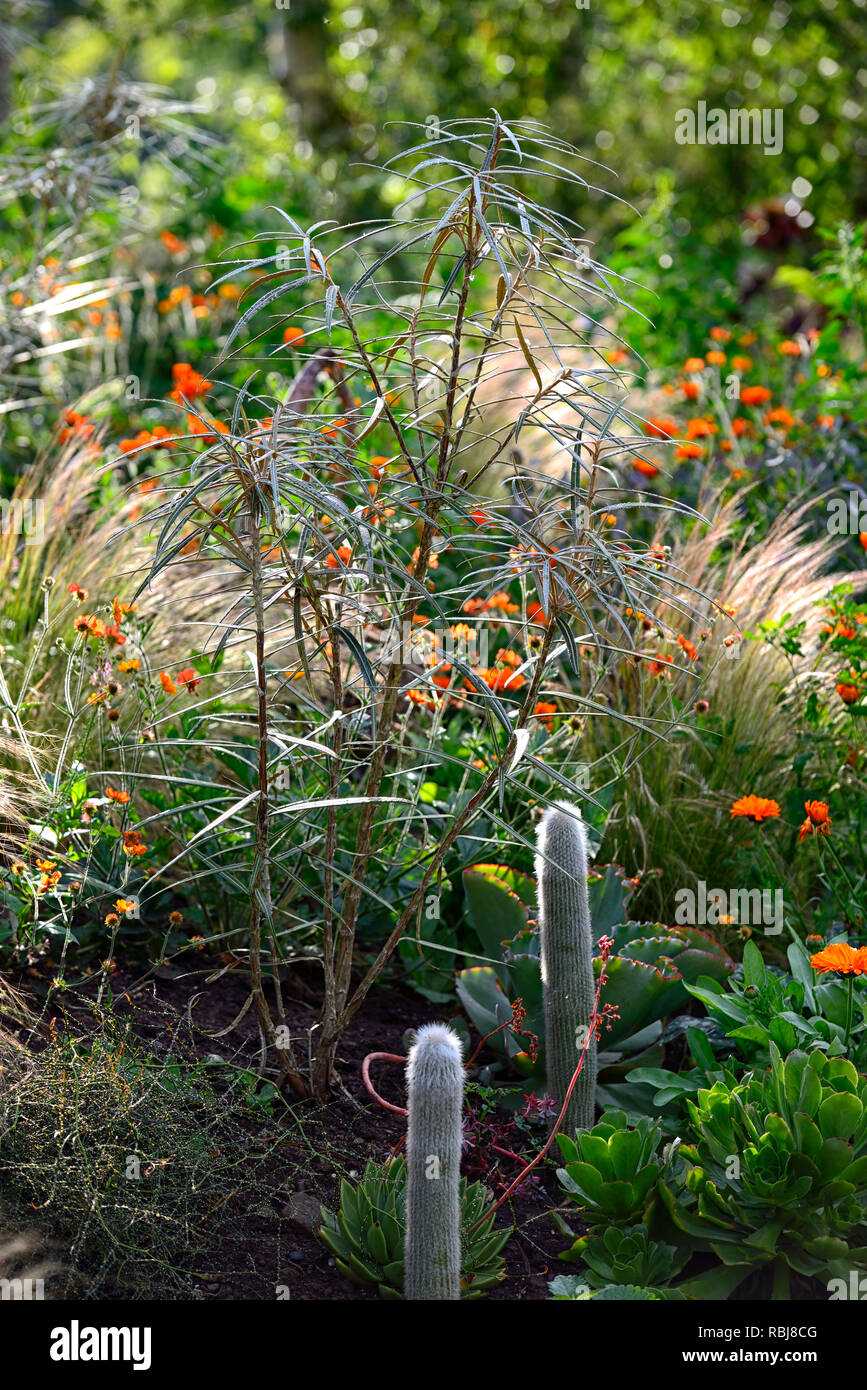 olearia,Cleistocactus strausii,Calendula officinalis Indian Prince,sunrise,combination,grasses,herbaceous perennials,backlighting,mixed,border,light,d Stock Photo