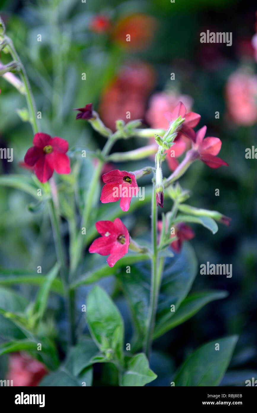 Nicotiana alata Perfume Red,syn Nicotiana affinis,scarlet red flowers,flower,flowering,scent,scented,perfume,perfumed,annuals,RM Floral Stock Photo