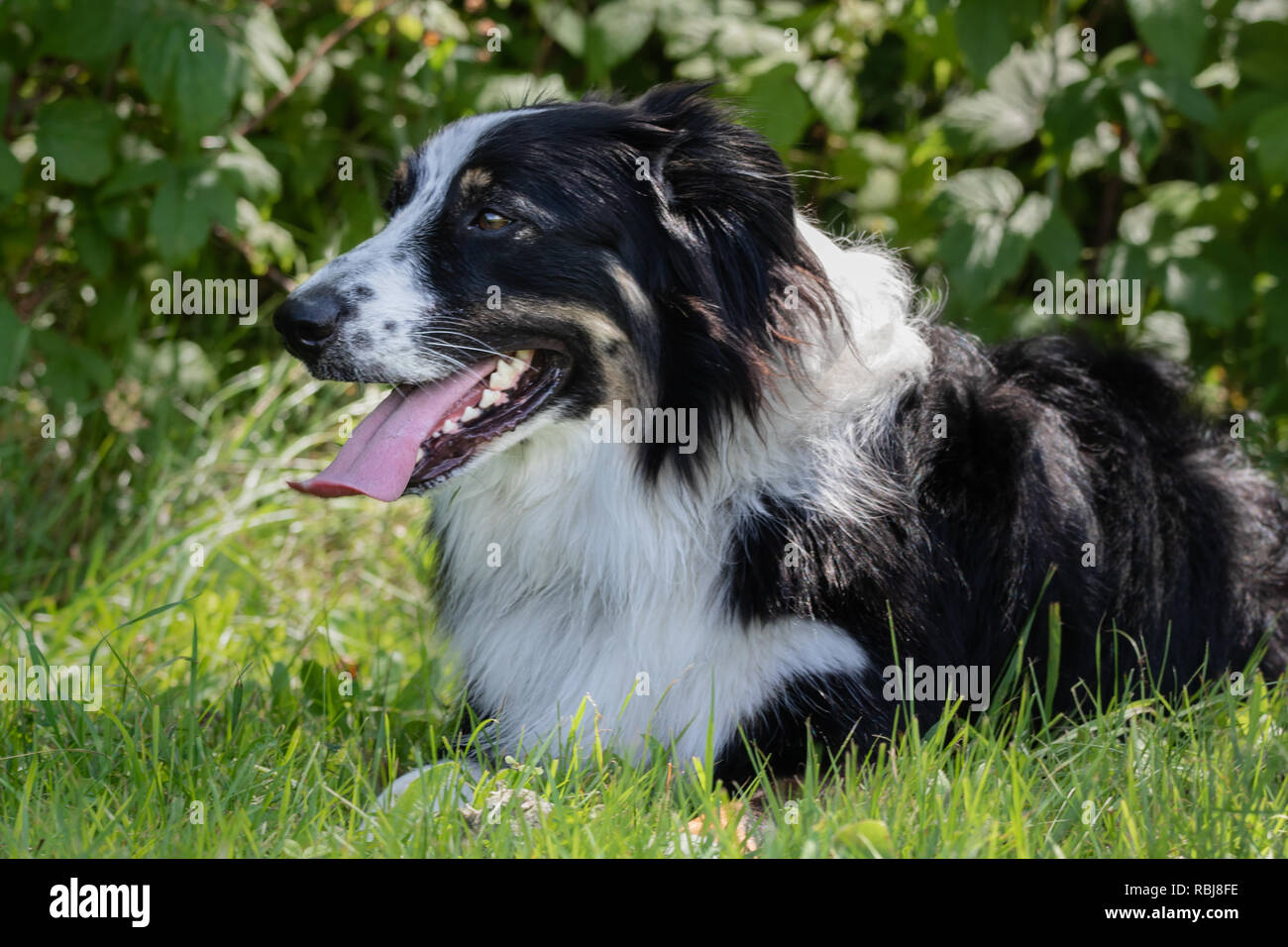 Collie Australian Shepherd Mix Dog Stock Photo - Alamy