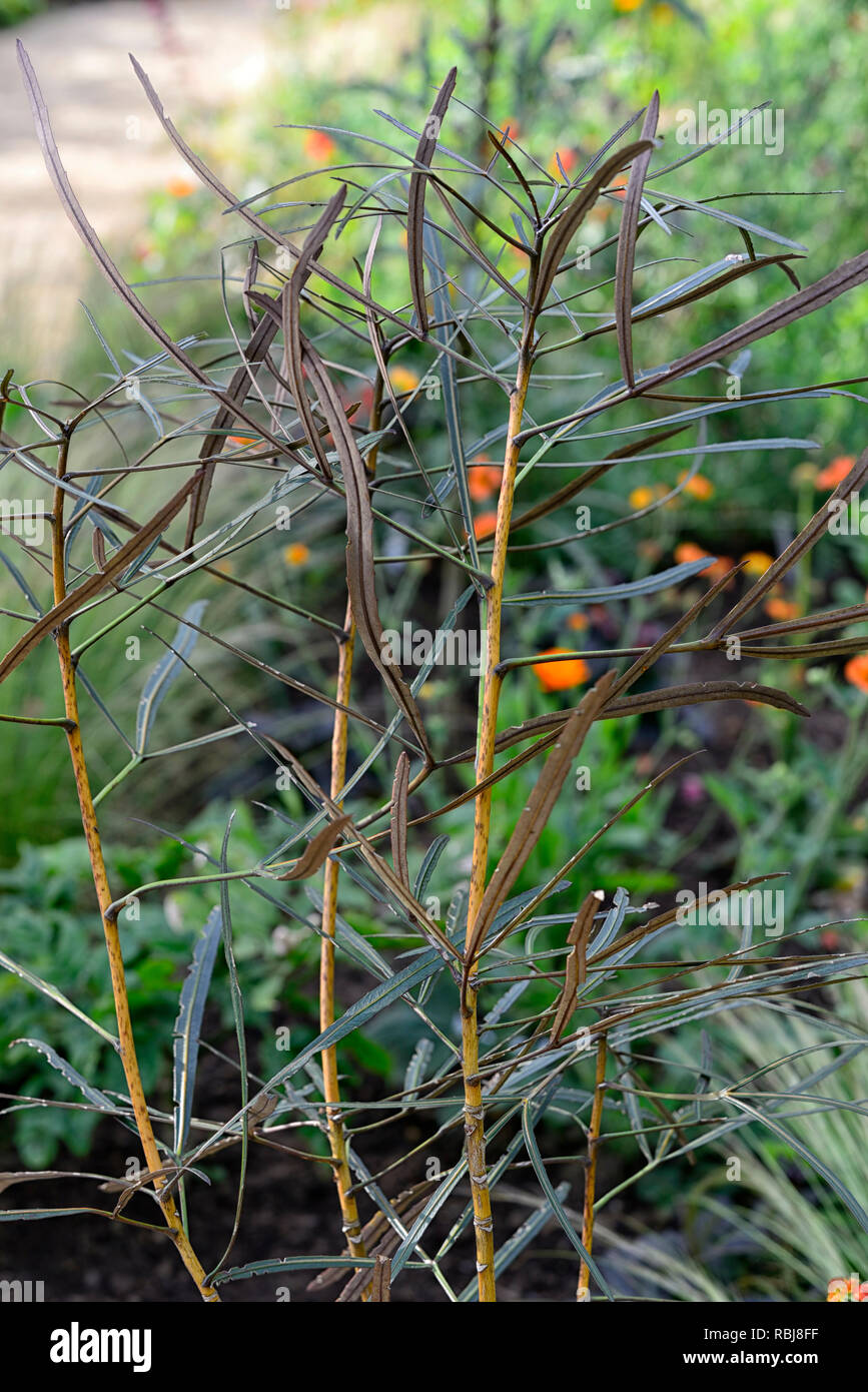 pseudopanax crassifolius trifoliatus,narrow,dark brown,leaves,foliage,juvenile tree,RM Floral Stock Photo