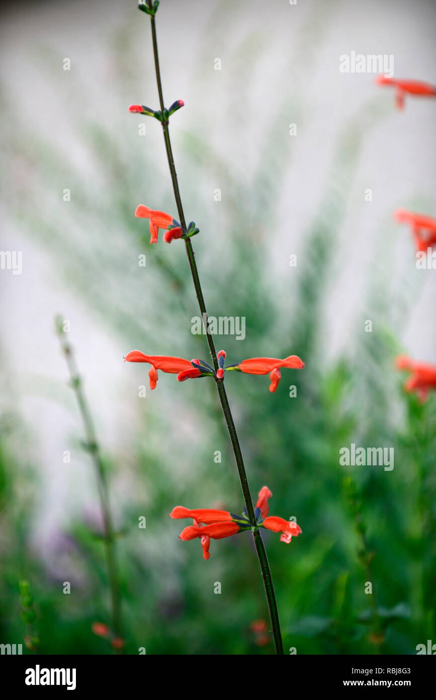 Tubular flowers hires stock photography and images Alamy
