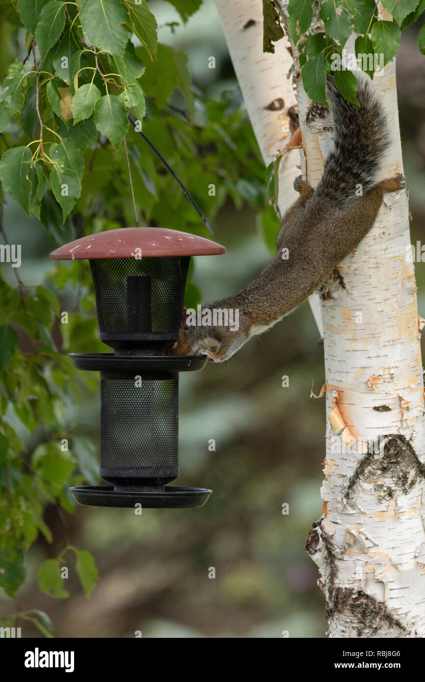 Pesky Squirrel at Bird feeder Stock Photo Alamy