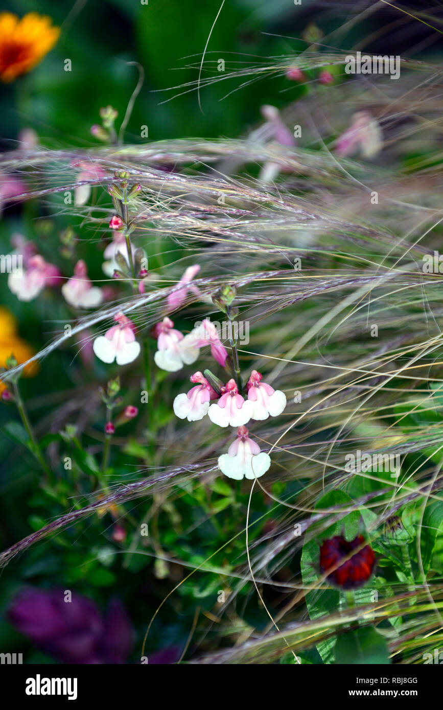 salvia x jamensis sierra san antonio,sages,sage,salvias,scented
