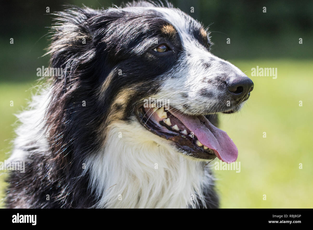 Collie Australian Shepherd Mix Dog Stock Photo - Alamy