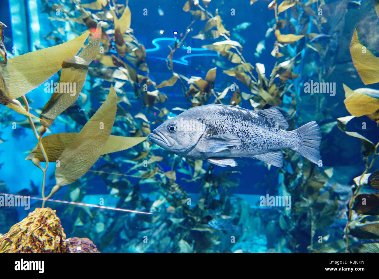 A Blue Rockfish (Sebastes mystinus) inside Ripley's Aquarium of Canada, Toronto, Ontario Stock Photo