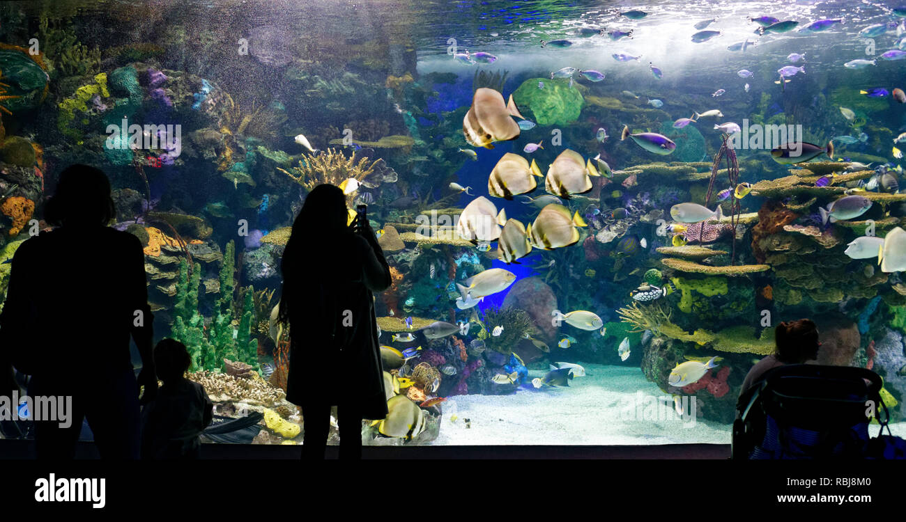 People looking at the Rainbow Reef trpoical fish tank inside Ripley's Aquarium of Canada, Toronto, Ontario Stock Photo