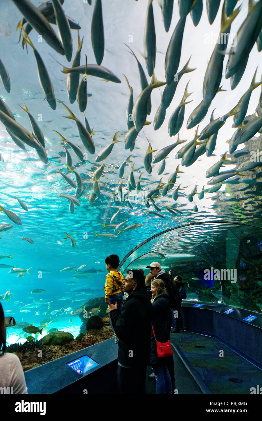 People inside the tunnel in the Dangerous Lagoon shark tank inside Ripley's Aquarium of Canada, Toronto, Ontario Stock Photo