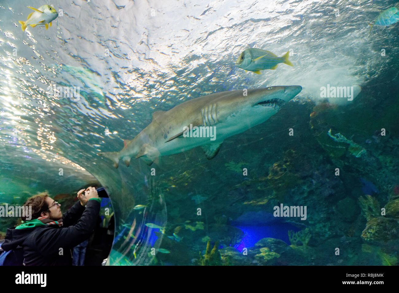 A man taking a photo of a shark inside the tunnel in the Dangerous Lagoon shark tank inside Ripley's Aquarium of Canada, Toronto, Ontario Stock Photo